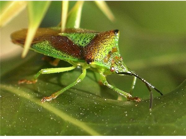 Shield Bug