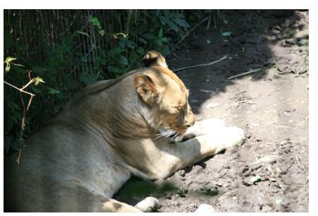 The African lion when shot closer and at a different angle