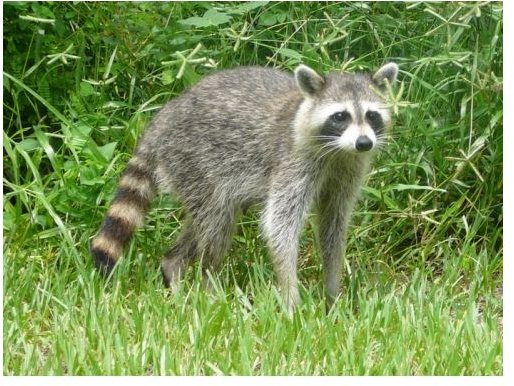 Raccoon Facts: Learn Where Raccoons Live, What They Eat & Other Interesting Facts