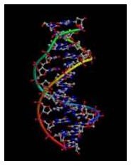 Find Out About the History of the DNA Computer and New Applications of Computational Gene Technology