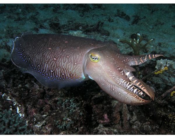 Cuttlefish at Komodo National Park