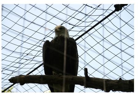 The bald eagle in a mesh of wires, shot against the sky background