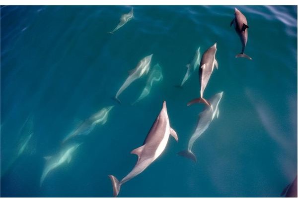 Image by Art Wolfe, from Travels to the Edge, in Baja Mexico