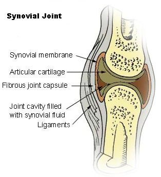 Synovial Membrane - an Overview.  Plus What Happens when the Synovial Membrane Swells