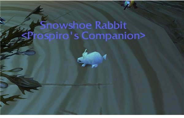 Snowshoe Rabbit Pet