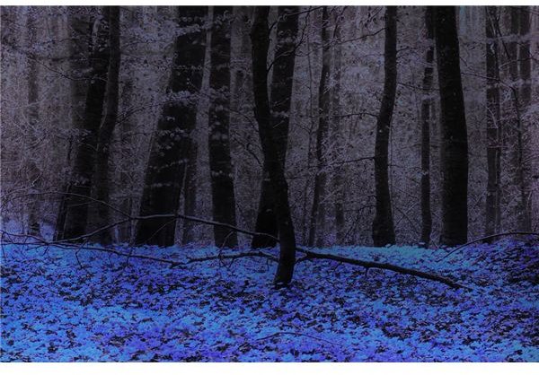 UV image of a spring forest by Bjørn Rørslett