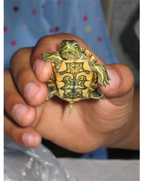 small turtle in hand