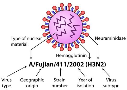 influenza virus nomenclature