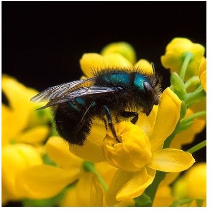 Bee