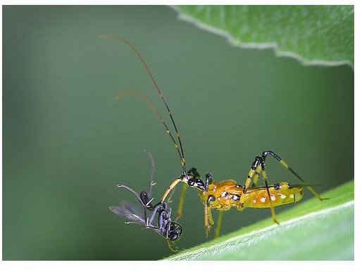 Species Spotlight:  Assassin Bug
