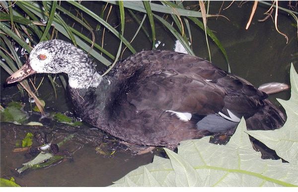 Species Spotlight: White Winged Duck (Cairina scutulata)