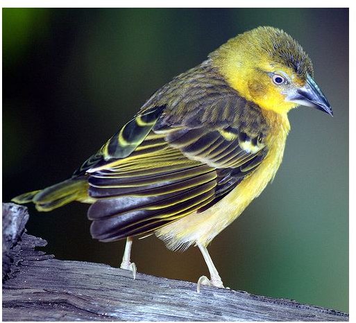 Bird Photography - Tips on Capturing the Best Bird Photos