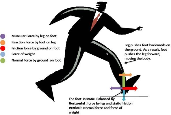 Walking - forces on the foot and leg