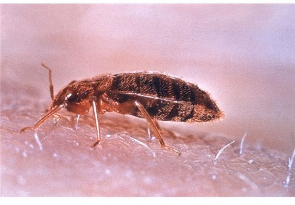 What are Bed Bugs? And What Does a Bed Bug Look Like?
