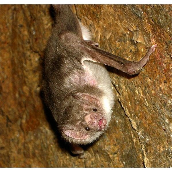 Species Spotlight: The Common Vampire Bat Part 1
