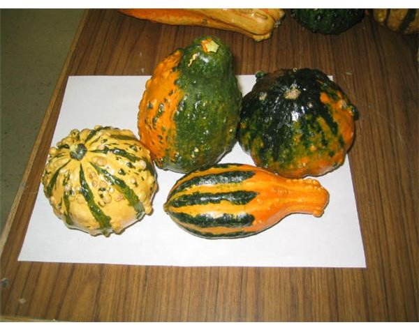 gourd choices