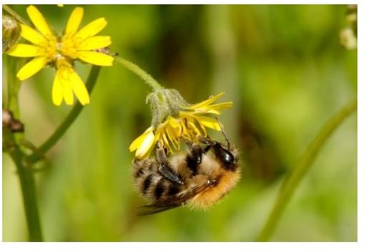 Activities and Behavior of HoneyBees: Learn Types of HoneyBees & Their Behavior