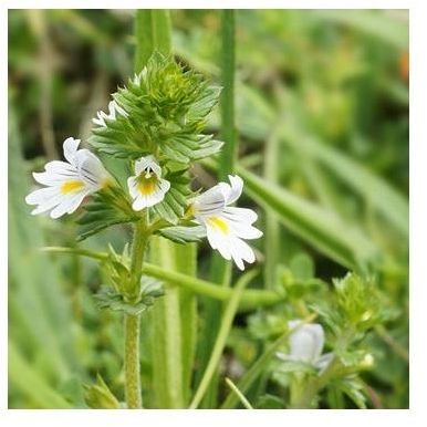 Learn the Benefits of Eyebright Tea