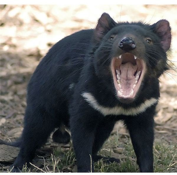 Threats to the Tasmanian Devil: About Devil Facial Tumor Disease (DFTD)