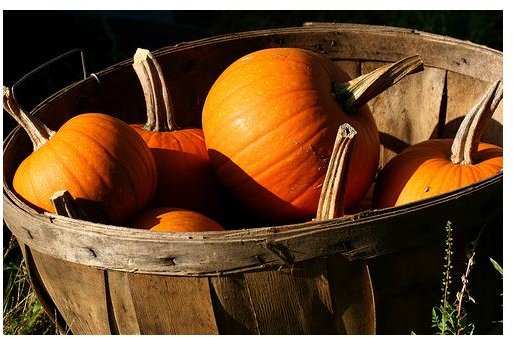 Pumpkin Nutrition: The Value of Eating Both the Seeds and Flesh for Good Health