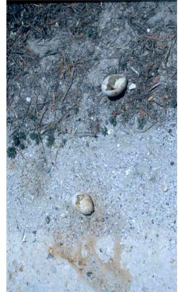 Penguin Eggs Preyed on by Kelp Gulls