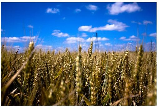 Environmentally Sustainable Wheat Farming and Why the Future Depends on It