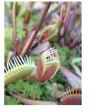 Experiment With Venus FlyTraps - Your Students Will Love This Science Project!