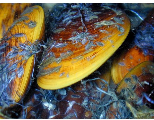 acid - mussels affected
