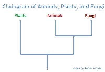Animals, plants, and fungi relationships