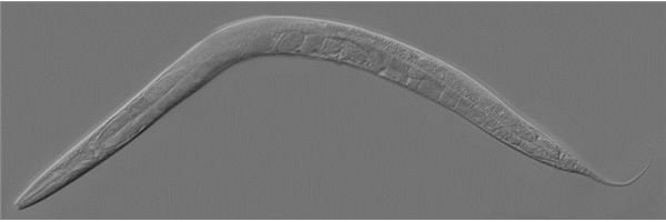 Beneficial Nematodes:  General Characteristics of Nematodes Make them Useful in the Laboratory