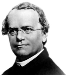 Lesson Plan on Gregor Mendel & Punnett Squares