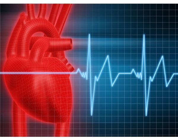 Activities to Teach Circulation and Respiration in Middle School Biology