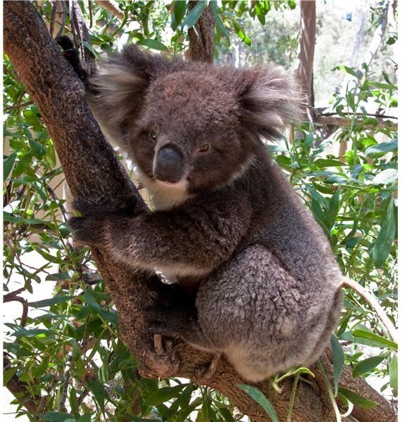 Why Koalas Only Live in Certain Parts of Australia