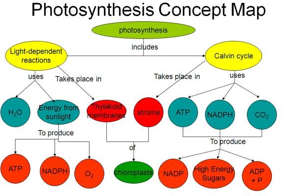 Easy Method for Making a Photosynthesis Concept Map with Example