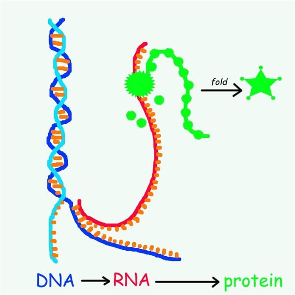 Role of RNA in Gene Expression: What is MicroRNA?