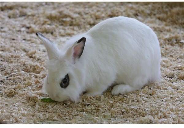 Rabbits Are Often Used in Posioning Tests