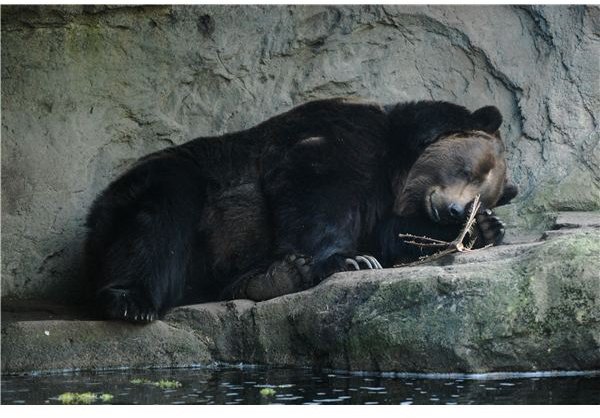 Great Bear Hibernation Lesson & Projects for Preschool Children