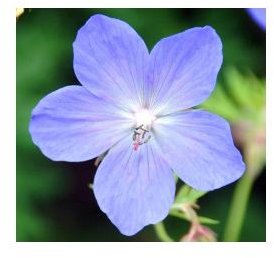 Using Essential Oils for Circulation