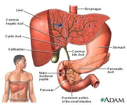 Learn about Gallbladder Removal