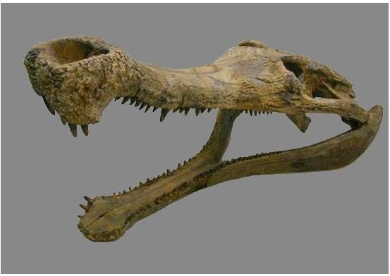Sarcosuchus skull