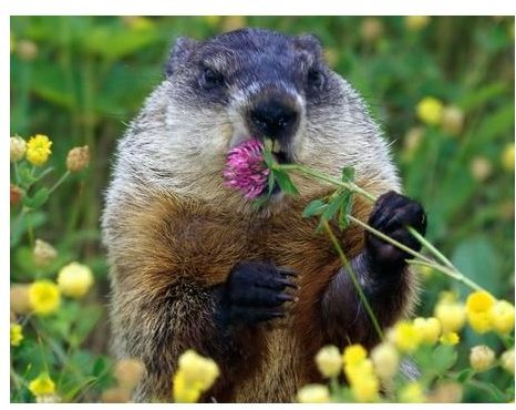 groundhog-day-backgrounds-groundhog-eating-flower