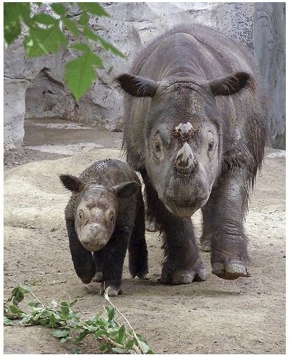 Endangered Sumatran Rhinos: Learn Interesting Facts About the Sumatran Rhino & Why They are Currently on the Endangered Species List