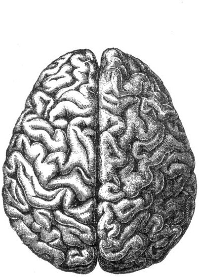 569px-Human brain
