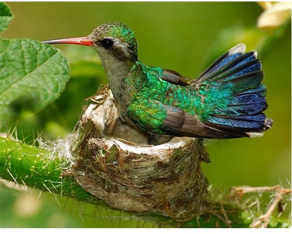 Hummingbird Nest