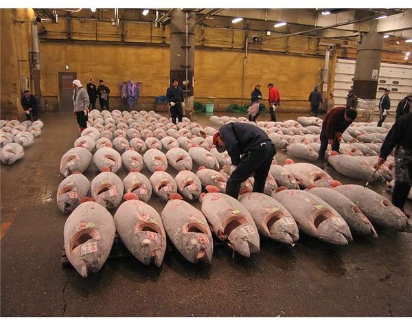 Tuna for sale at Tsukiji Fish Market