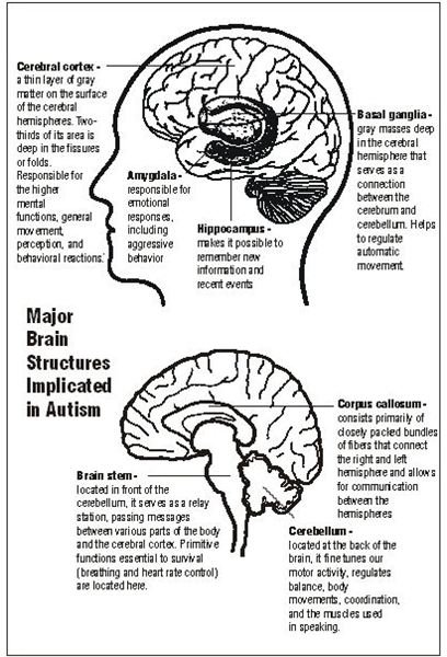 What Are the Causes of Autism? Are We Closer to Knowing?