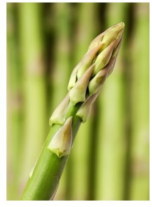 Benefits of Eating Asparagus
