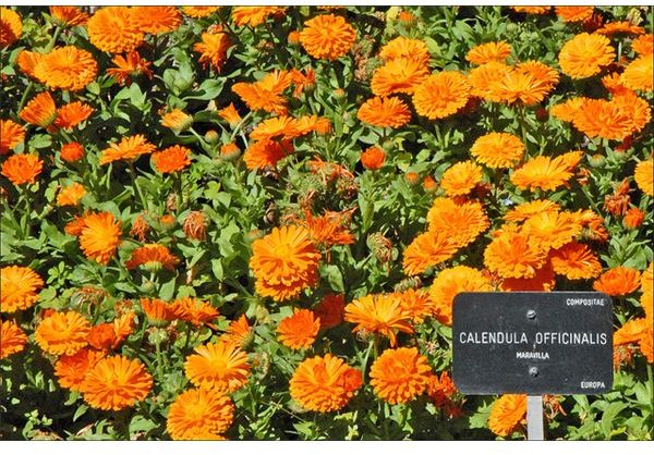 Calendula Officinalis