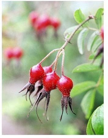 Medicinal Uses of Rose Hips and Tea Preparation - Health Guide Info