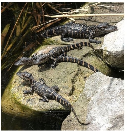 Baby Alligators